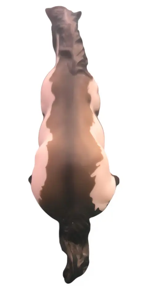 Hindquarters